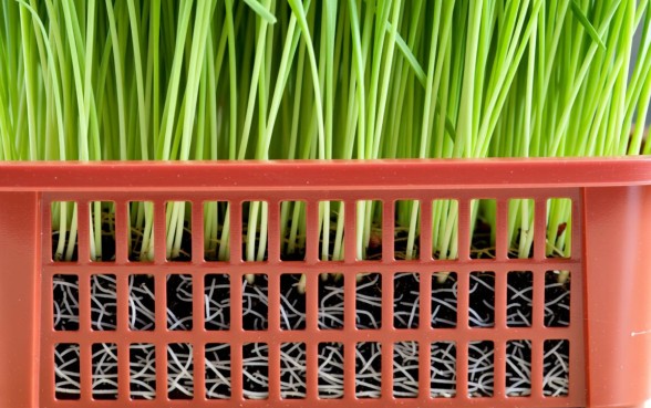 种草莓的筐下面是否要弄个小洞口子吗