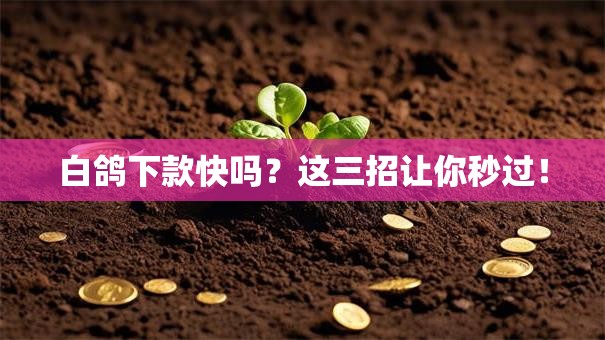 白鸽下款快吗？这三招让你秒过！