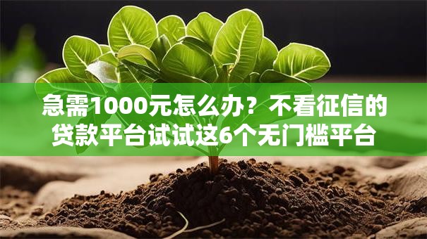 急需1000元怎么办？不看征信的贷款平台试试这6个无门槛平台